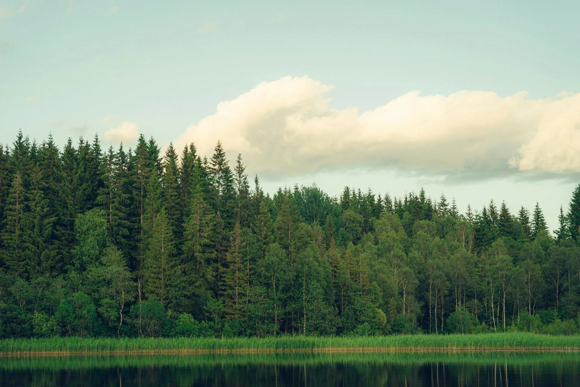 Calm forest and lake in Utah